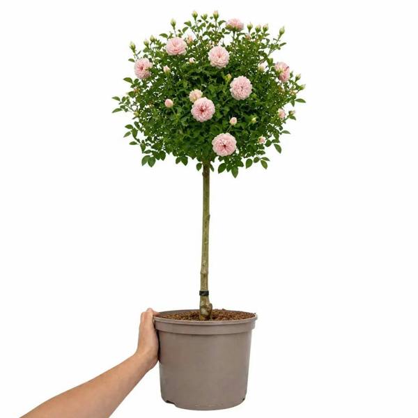 7.5L Standard Rose Tree Light Pink 100-110cm - Elegant Flowering Garden Rose Plant