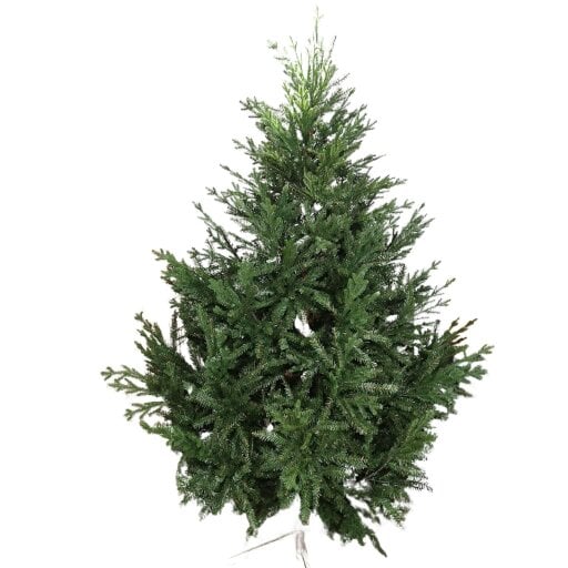 Samuel Alexander 8ft 240cm Green Glenshee Spruce Artificial Christmas Tree PE and PVC Mix Natural Look