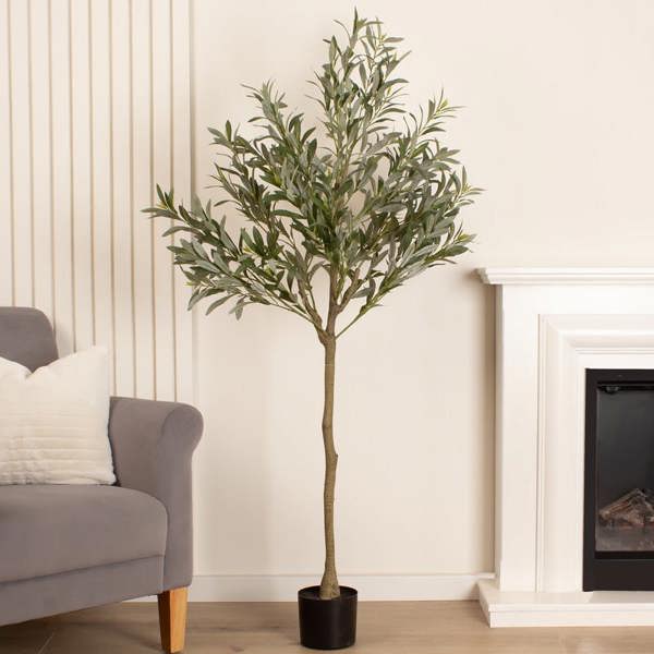 Scottish Everlastings 165cm Olive Tree