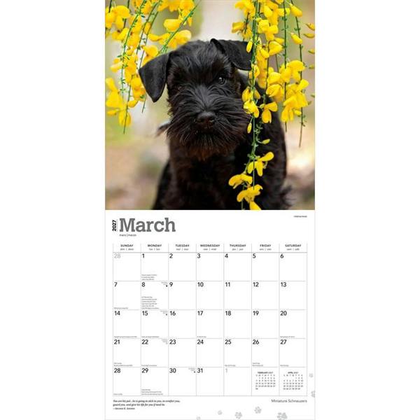 Miniature Schnauzers Calendar 2027, Wall Calendars, Month To View, Dogs, Gift