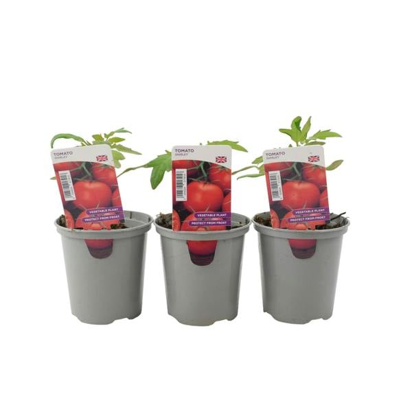 Tomato Shirley 9cm Pots X 3 plants by post