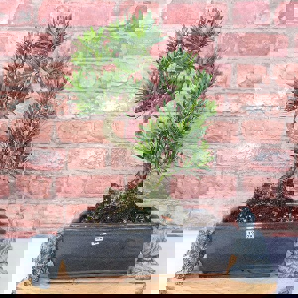 Buddhist Pine (Podocarpus Micro) Bonsai Tree | Shaped | In 25cm Pot