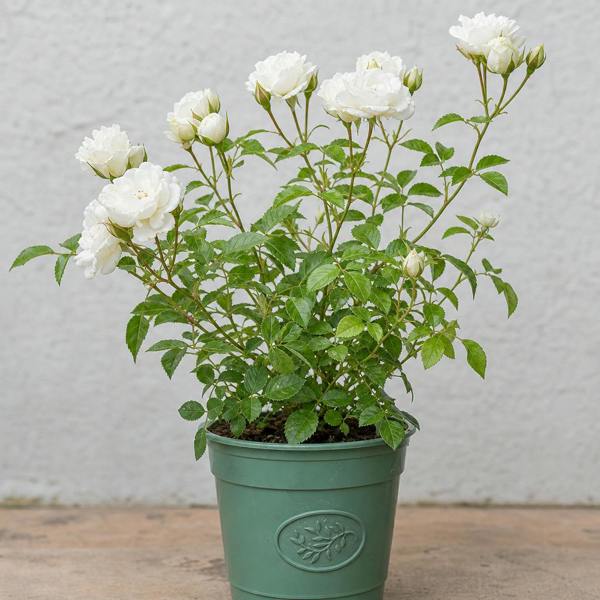 3L White Patio Rose in Decorative Pot Outdoor & Garden Plant