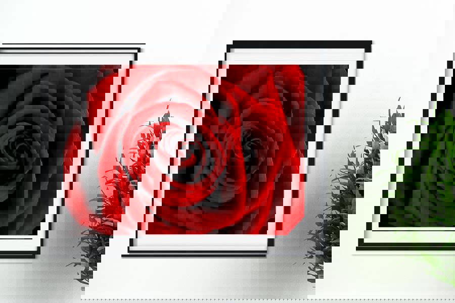 Big Red rose photographic art print