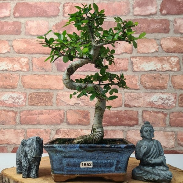 Chinese Elm (Ulmus Parvifolia) Bonsai Tree | Shaped | In 15cm Pot