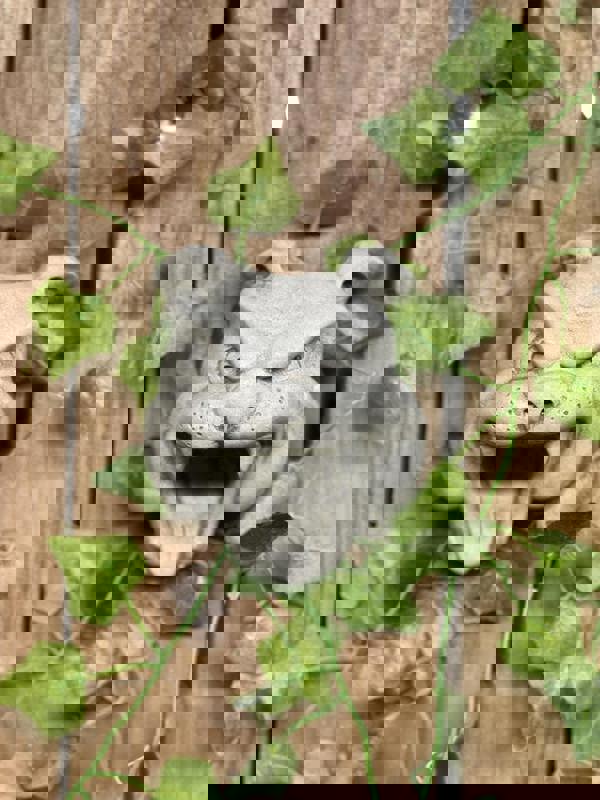 Bulldog Head Stone Wall Plaque for garden