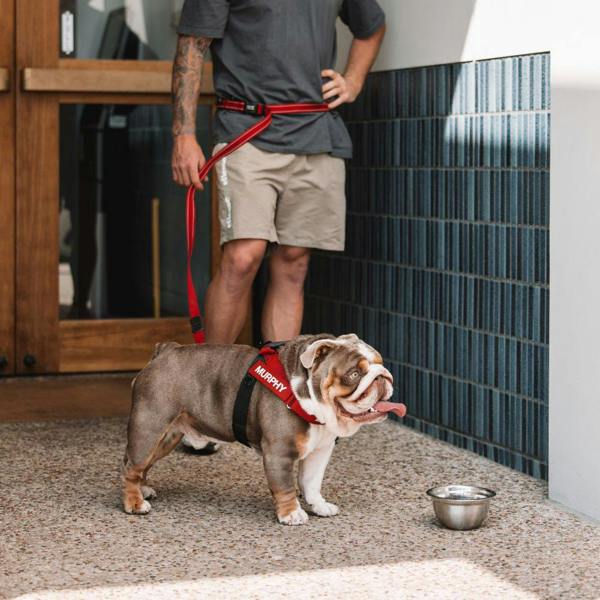 EzyDog Road Runner Dog Lead in Red