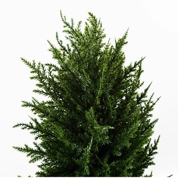 Leaf 120cm Pair of Spiral Cypress Artificial Tree UV Resistant Outdoor