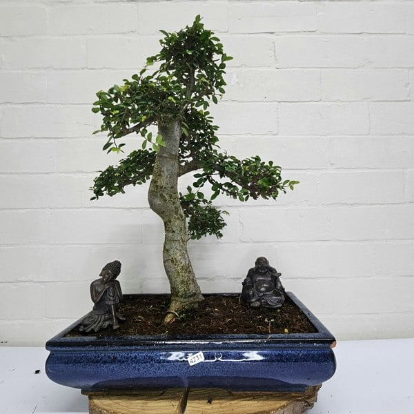 Yorkshire Bonsai Large Chinese Elm (Ulmus Parvifolia) Bonsai Tree | Shaped | In 40cm Pot