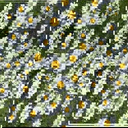 how long does it take for chamomile to grow