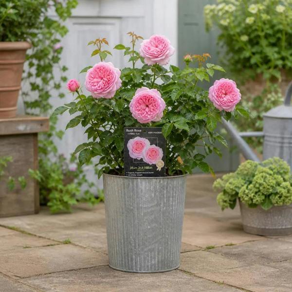 3L Mum In A Million Pink Rose Bush - Beautiful Flowering Plant Gift