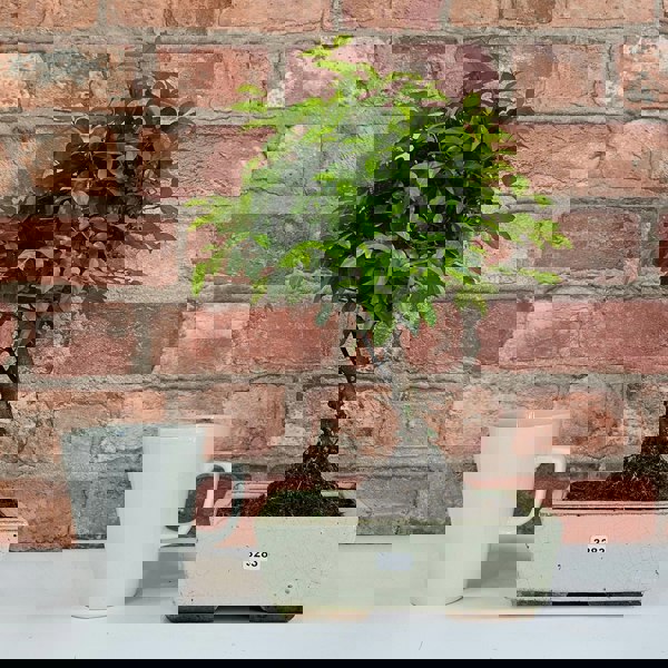 Yorkshire Bonsai Bird Plum (Sageretia) Bonsai Tree | Broom | In 20cm Pot