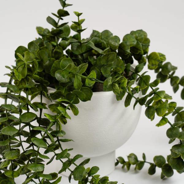 Scottish Everlastings 40cm Trailing Eucalyptus in Rustic Footed Pot