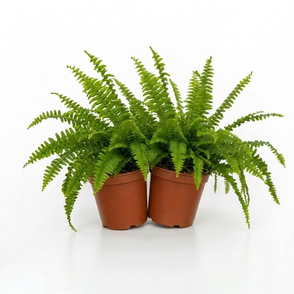 Boston Fern in White Ceramic Pot – Air-Purifying Gift for Plant Lovers - 2 - Nursery Pot
