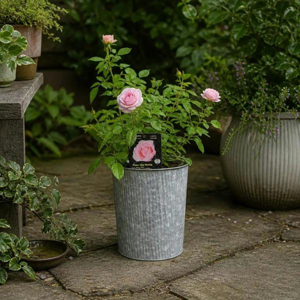 3L Happy Silver Wedding Light Pink Rose Bush - Beautiful Flowering Plant Gift - Metal Vertical Line Zinc