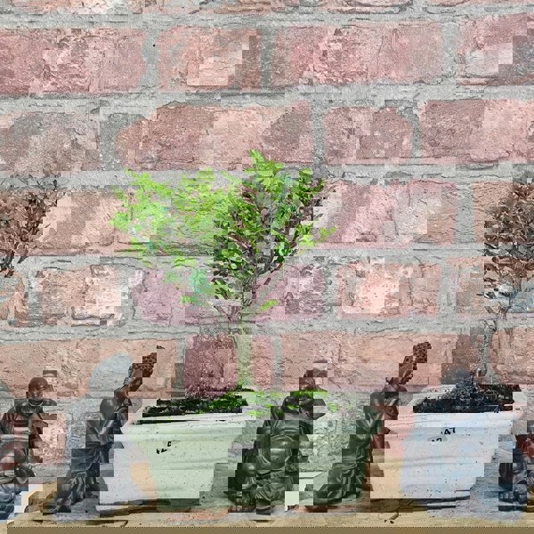 Yorkshire Bonsai Chinese Pepper (Zanthoxylum Pipertum) Bonsai Tree | Broom | In 15cm Pot