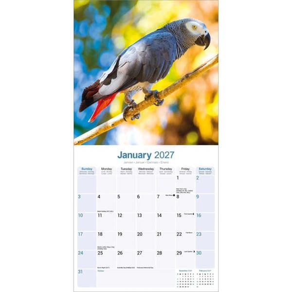 African Greys Calendar 2027, Wall Calendars, Month To View, Animals, Gift