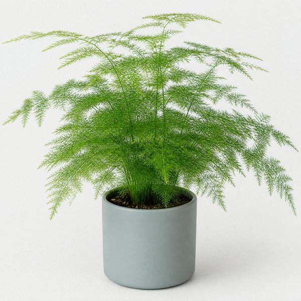 Asparagus Setaceus Lace Fern 12cm Pot Plants By Post