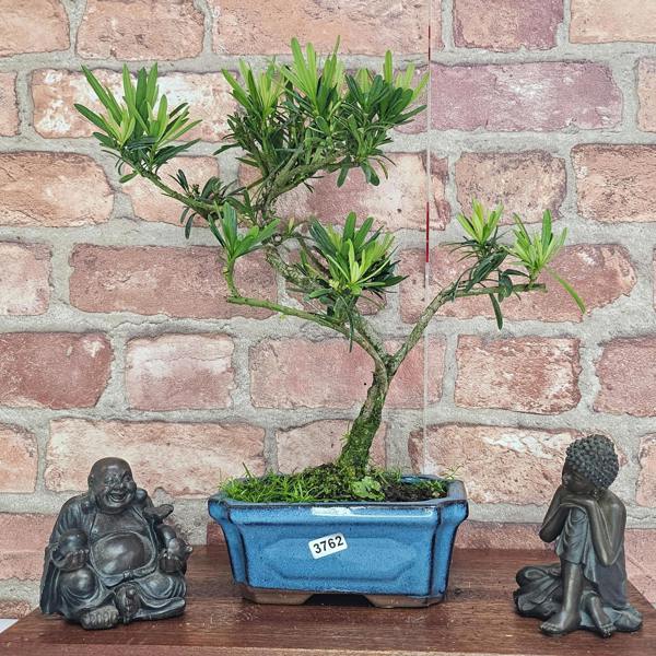 Yorkshire Bonsai Buddhist Pine (Podocarpus Micro) Bonsai Tree | Shaped | In 15cm Pot