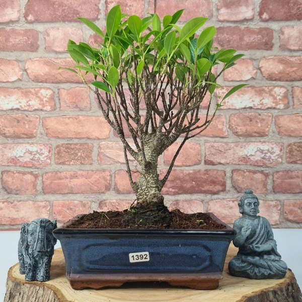 Ficus Microcarpa (Banyan Fig) Indoor Bonsai Tree | Broom | In 20cm Pot