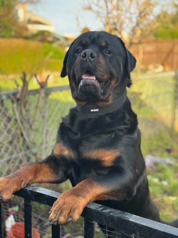 DRYBONES Dog Collar