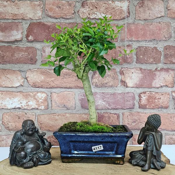 Yorkshire Bonsai Chinese Privet (Ligustrum Sinense) Bonsai Tree | Broom | In 15cm Pot