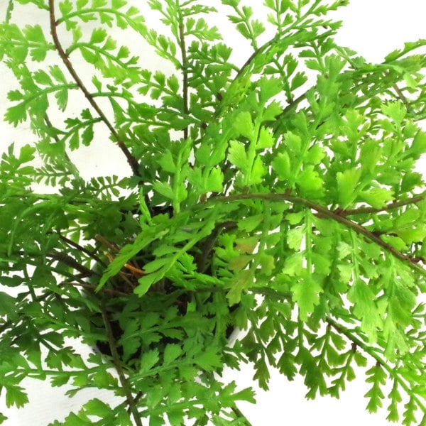 Leaf 30cm Artificial Potted Royal Fern