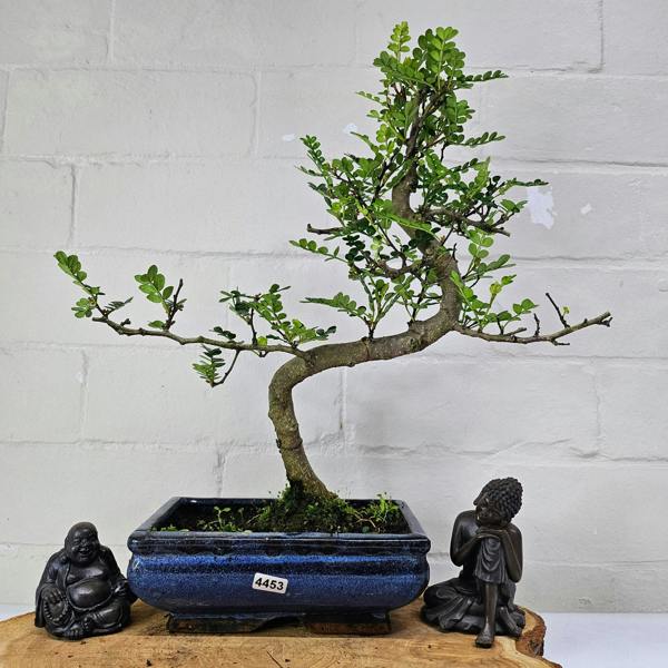 Yorkshire Bonsai Chinese Pepper (Zanthoxylum Pipertum) Bonsai Tree | Shaped | In 20cm Pot