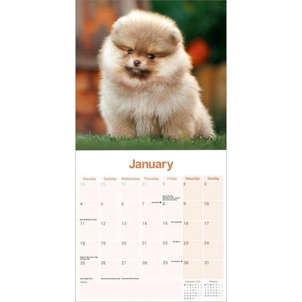 Pomeranian Calendar 2027, Wall Calendars, Month To View, Dogs, Gift