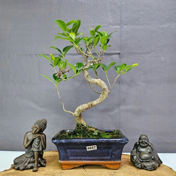 Yorkshire Bonsai Ficus Microcarpa (Banyan Fig) Indoor Bonsai Tree | Shaped | In 15cm Pot