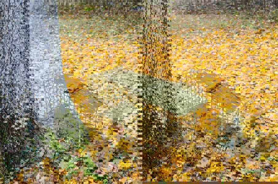 St Helens Home and Garden Live Animal Trap