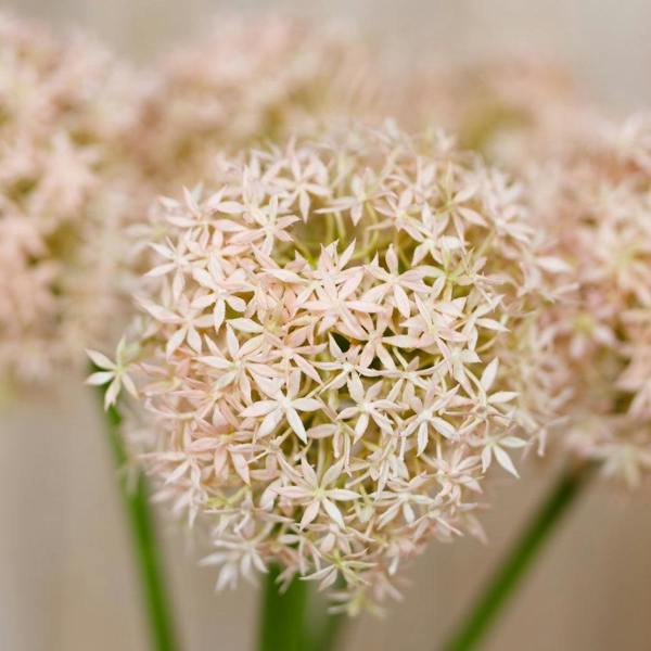 Wyld Haus Set of 3 Artificial Flowers Pink Giant Allium Stems