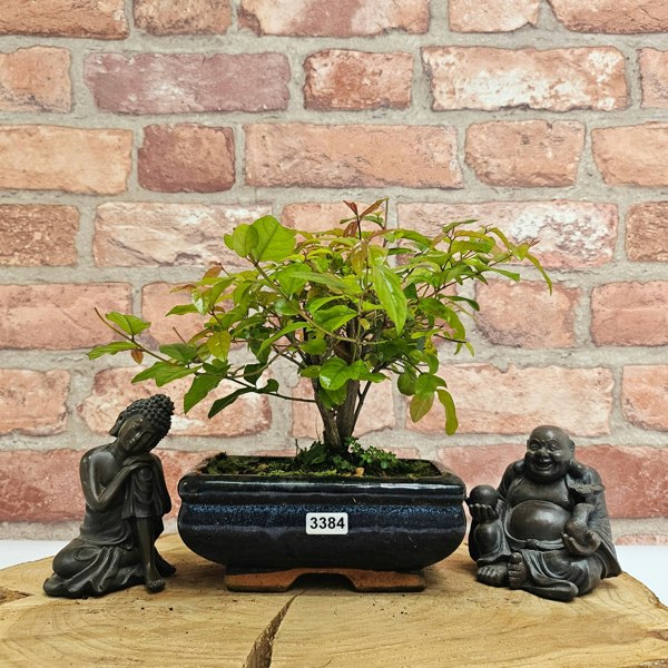Yorkshire Bonsai Bird Plum (Sageretia) Bonsai Tree | Broom | In 15cm Pot