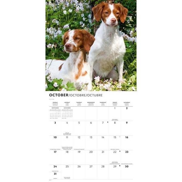 Brittanys Calendar 2027, Wall Calendars, Month To View, Dogs, Gift