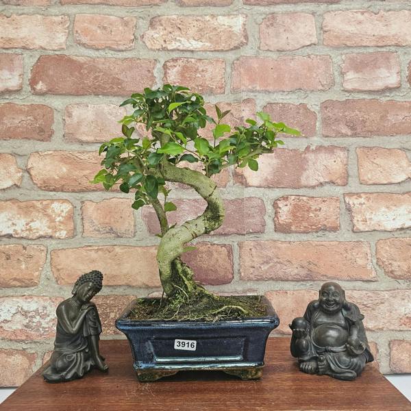 Yorkshire Bonsai Chinese Privet (Ligustrum Sinense) Bonsai Tree | Shaped | In 15cm Pot - 3916