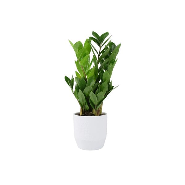 Zamioculcas Zanzibar Gem 12cm