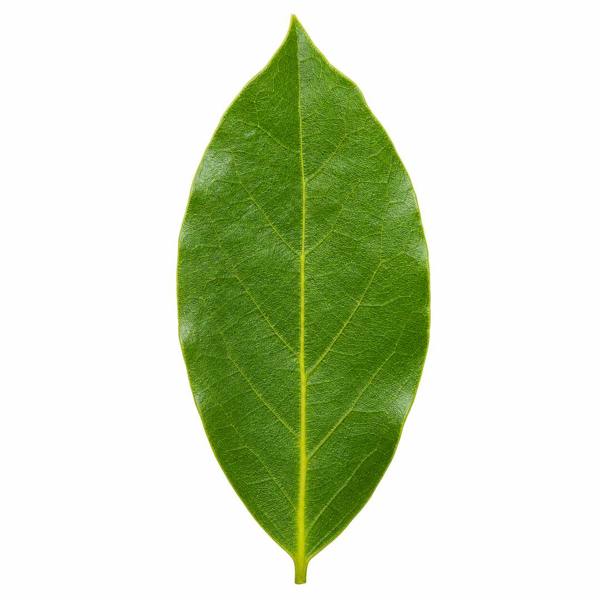 Bay Tree 60-70cm in 2L Pot Laurus nobilis