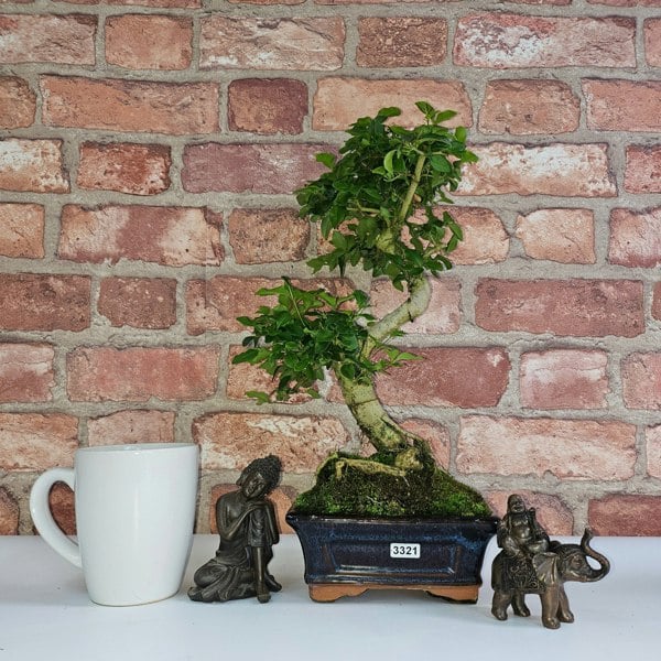 Yorkshire Bonsai Chinese Privet (Ligustrum Sinense) Bonsai Tree | Shaped | In 15cm Pot