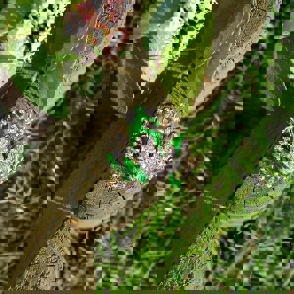 frog brooch with enamel