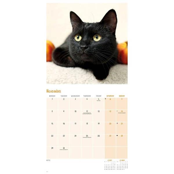 Black Cats Calendar 2027, Wall Calendars, Month To View, Cats, Gift