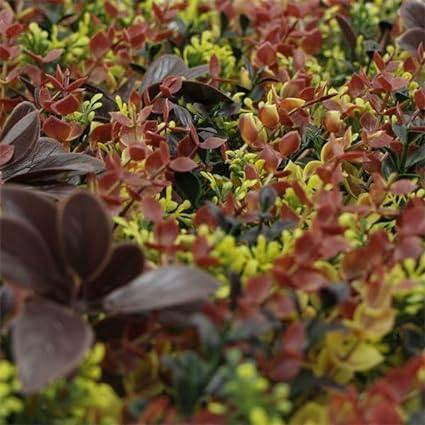 HYGRAD BUILT TO SURVIVE Artificial Boxwood Hedge Panels 50×50cm – Green Wall Screening, Pack of 12 | HYGRAD®