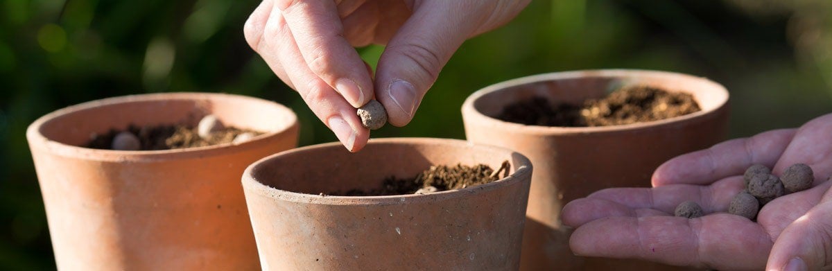 SEEDBALL Garden Wildlife Wildflower Seed Box Collection