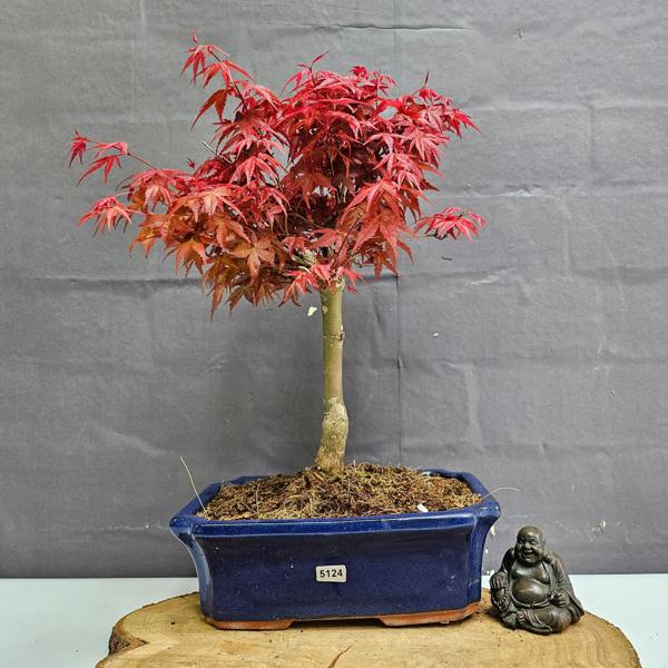 Yorkshire Bonsai Japanese Maple (Acer) Bonsai Tree | Deshojo Informal Upright | In 25cm Pot
