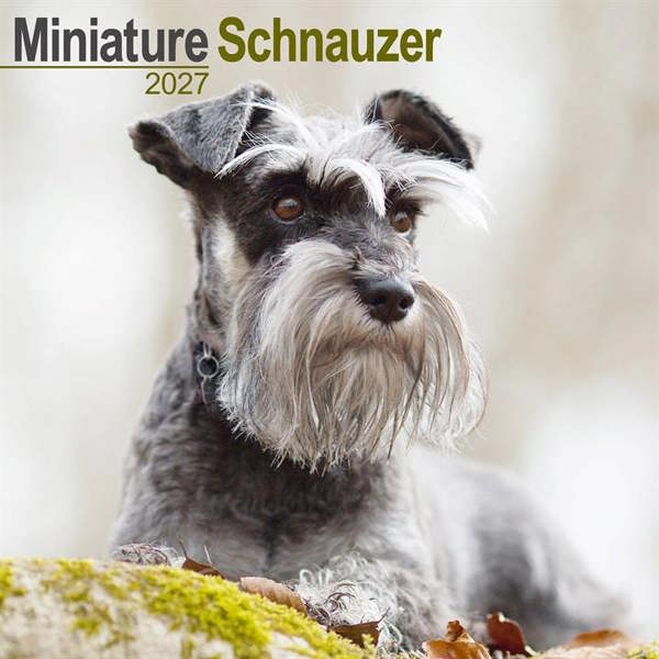 Miniature Schnauzer Calendar 2027, Wall Calendars, Month To View, Dogs, Gift