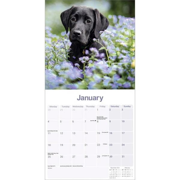 Black Labrador Retriever Calendar 2027, Wall Calendars, Month To View, Dogs, Gift