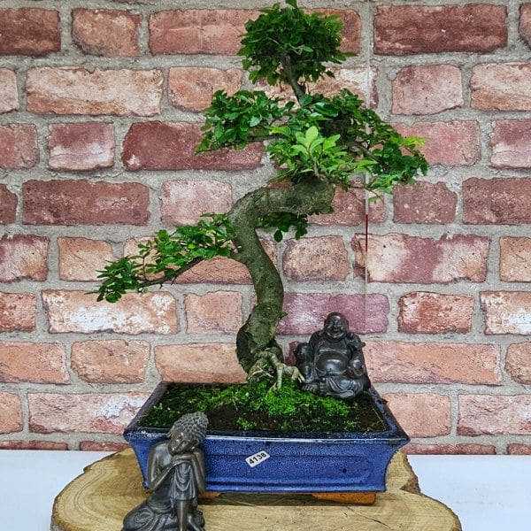 Yorkshire Bonsai Chinese Elm (Ulmus Parvifolia) Bonsai Tree | Shaped | In 25cm Pot