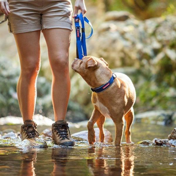EzyDog Neo Classic Dog Collar in Blue