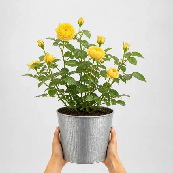 3L Golden Wedding Yellow Rose Bush - Beautiful Flowering Plant Gift - Metal Vertical Line Zinc