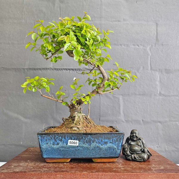 Yorkshire Bonsai Bird Plum (Sageretia) Bonsai Tree | Shaped | In 20cm Pot