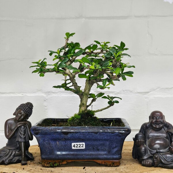 Yorkshire Bonsai Fukien Tea Tree (Carmona Retusa) Bonsai Tree | Broom | In 15cm Pot - 4222
